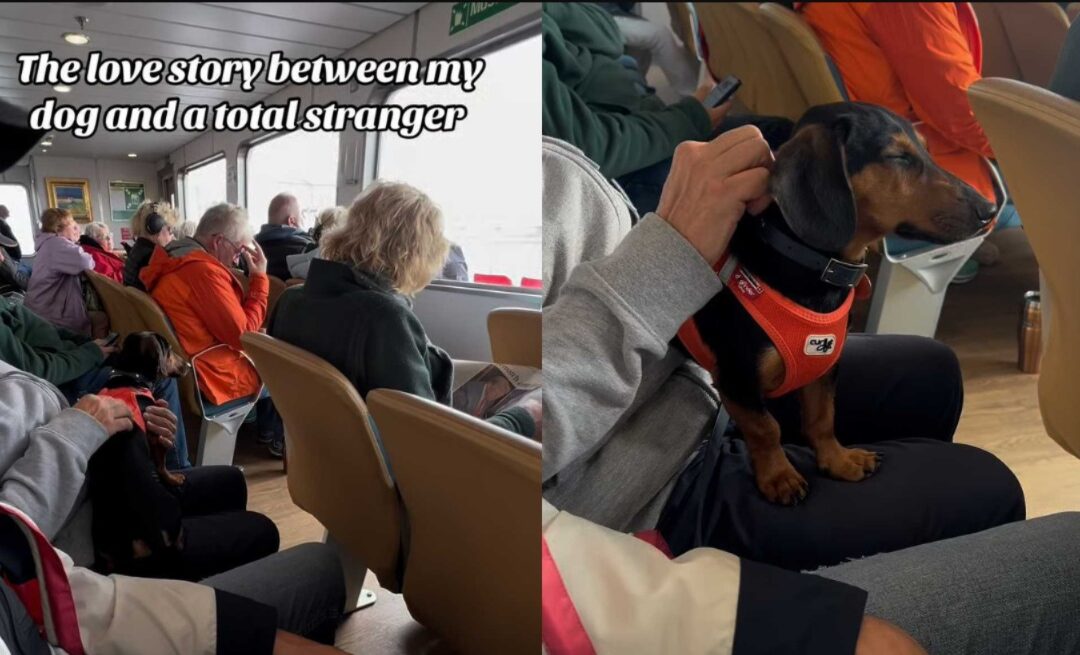 Love at First Lick: This Dachshund Proves Instant Bonds Are the Best Bonds!