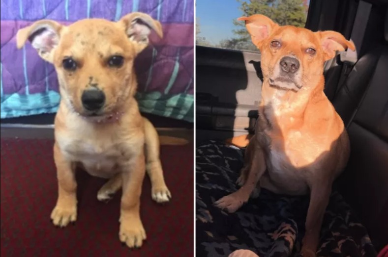 The Puppy with the “Saddest Eyes” Now Has the Happiest Home: Meet Sunny!