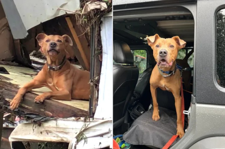 The Unbreakable Bond: A Flood-Stranded Dog, A Tragic Loss, And A Powerful Reunion!