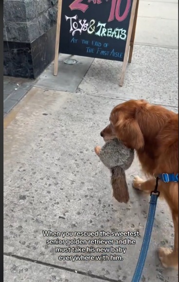Teddy’s Traveling Companion: The Rescued Golden Retriever Who Never Walks Alone!