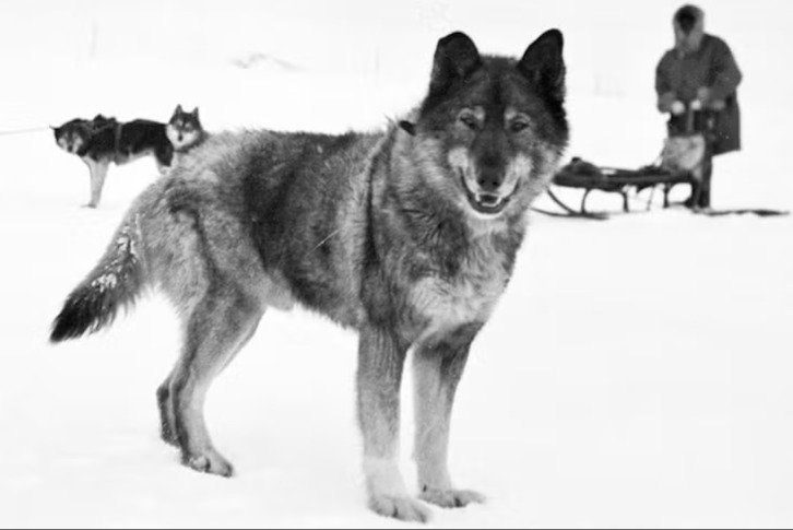 The True Hero of the 1925 Serum Run: Unsung Legend Togo, the Siberian Husky