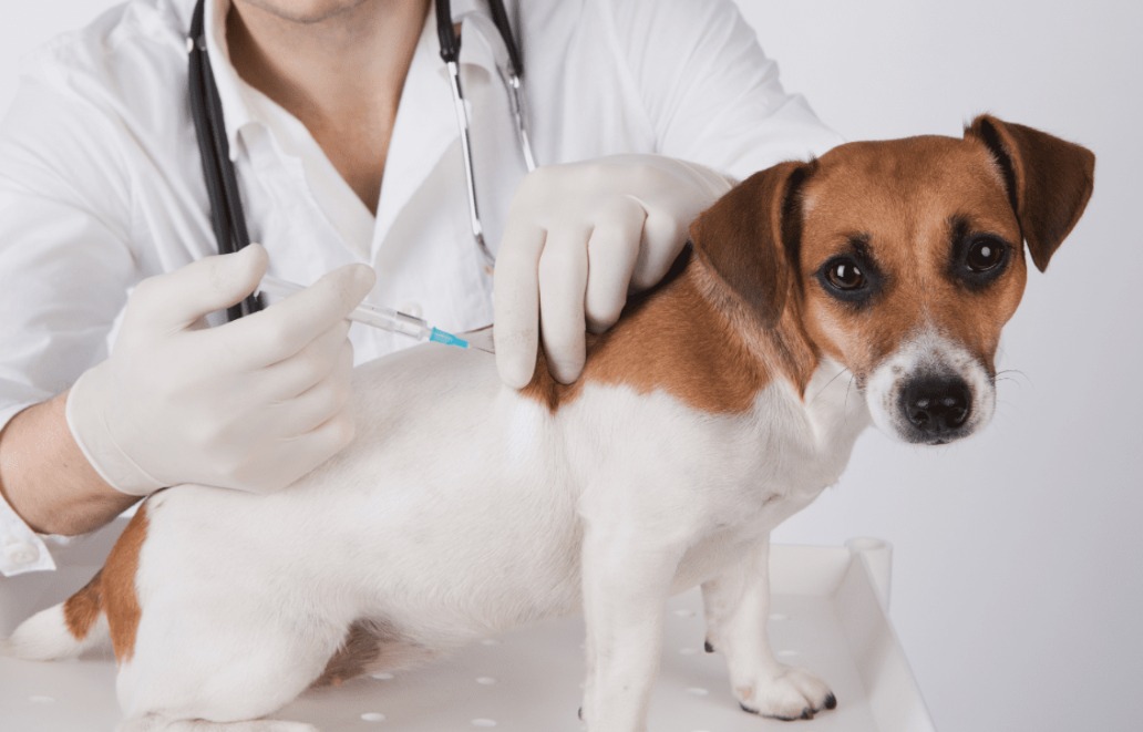 Vax Facts for Pups: Your Essential Guide to Canine Vaccinations