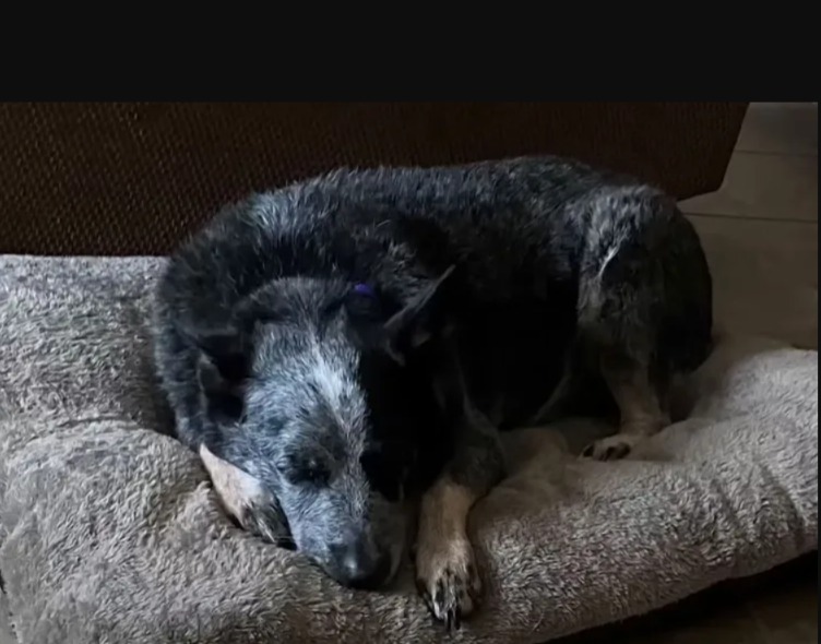 Washing Machine Miracle: Dog Survives Texas Floods in the Most Unexpected Spot!