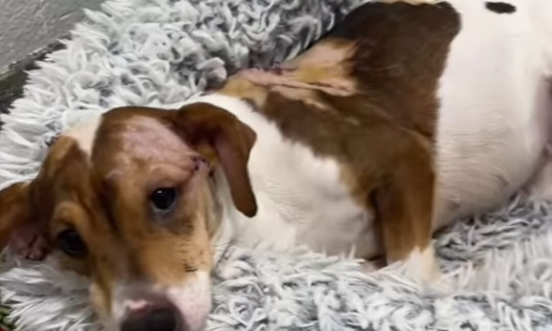 Yuki’s Brave Battle: A Chicago Dog’s Miraculous Recovery After Vicious Attack