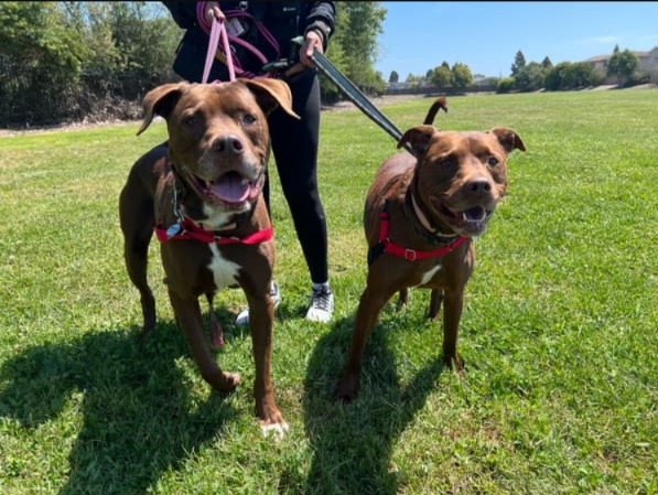 Double the Love: Zeus & Lily Bell, The Unbreakable Duo Seeking a Home!