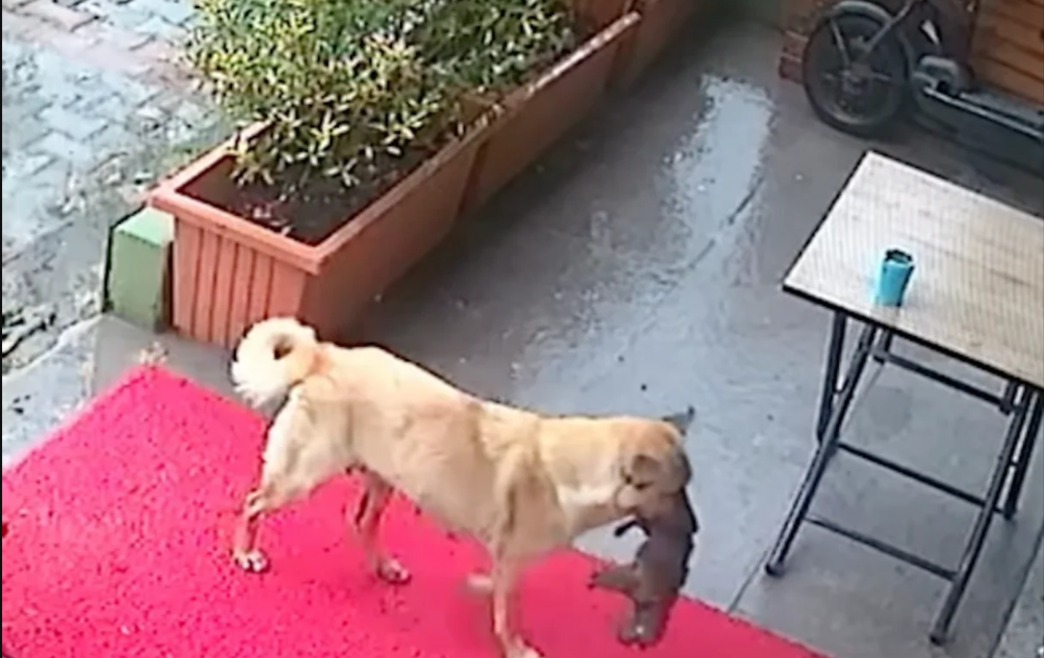INSTINCT! Love! Survival! This Stray Dog Just Pulled Off a Miracle That’ll Leave You SPEECHLESS