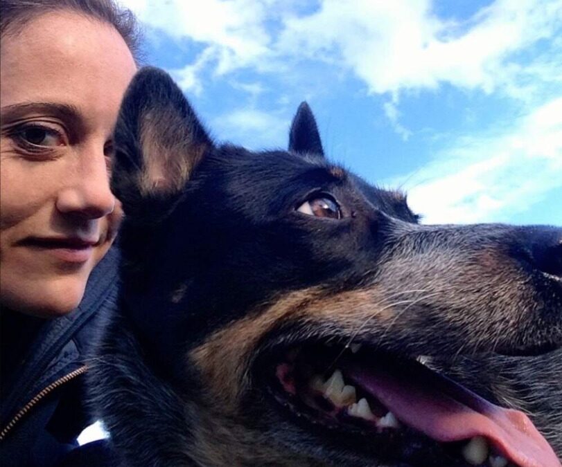 Addie the Blue Heeler: The Dog Who Brought Two Hearts Together