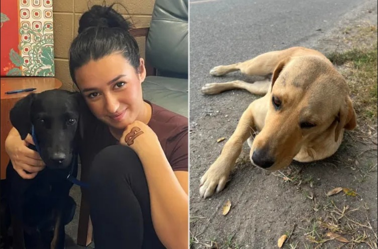 A Promise Kept: How Two Lost Labs Found Their Way Back to One Heart!