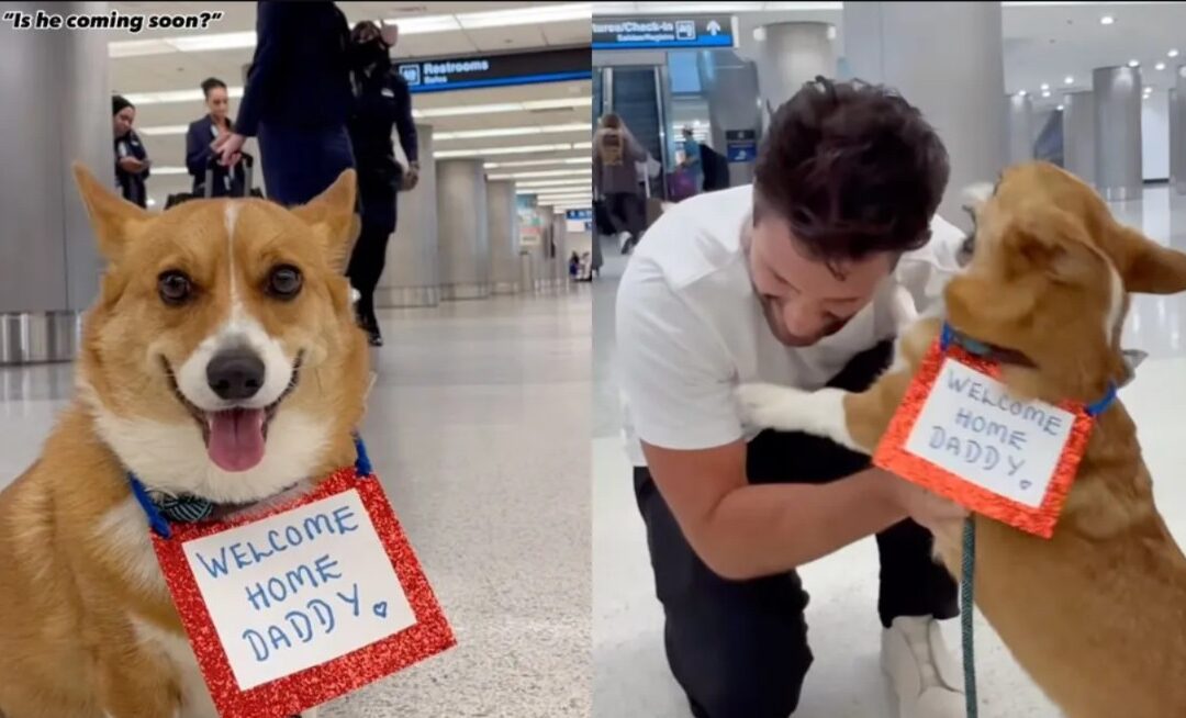 Forget Hugs and Kisses! This Dog’s Welcome Home Party is the Cutest Thing You’ll See Today!