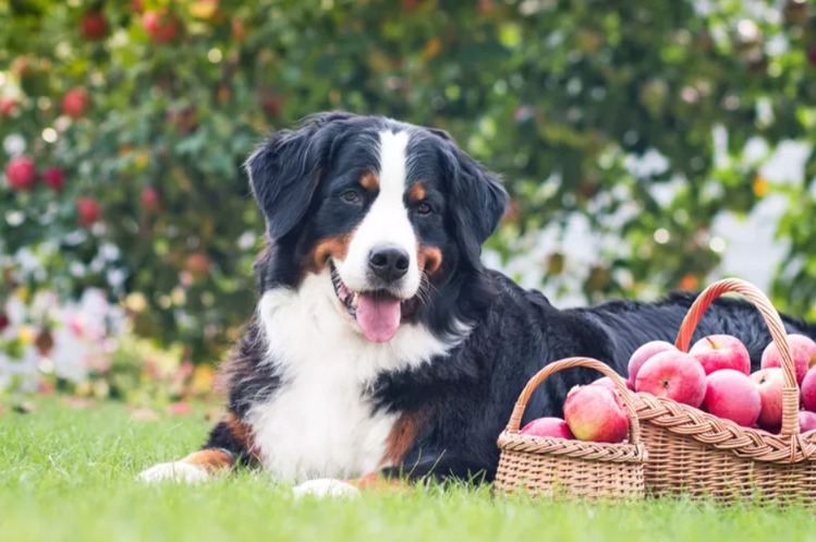 Want The PERFECT Fall Outing With Your Dog? The 7 RULES You MUST Follow For Dog-Friendly Apple Picking