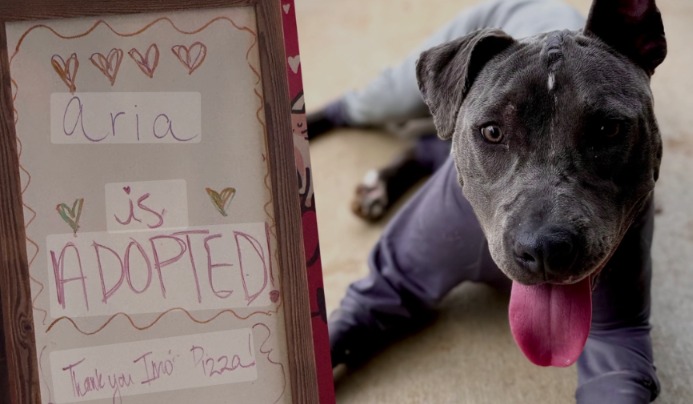 Aria’s Amazing Comeback: From Severe Burns to Snuggles and Adventures