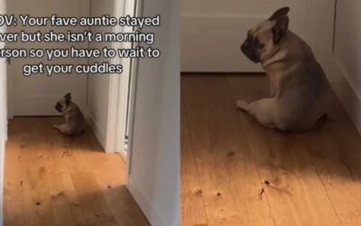 Viral Sweetheart! Harley the Frenchie Redefines Patience for Her Favorite Aunt’s Morning Hugs