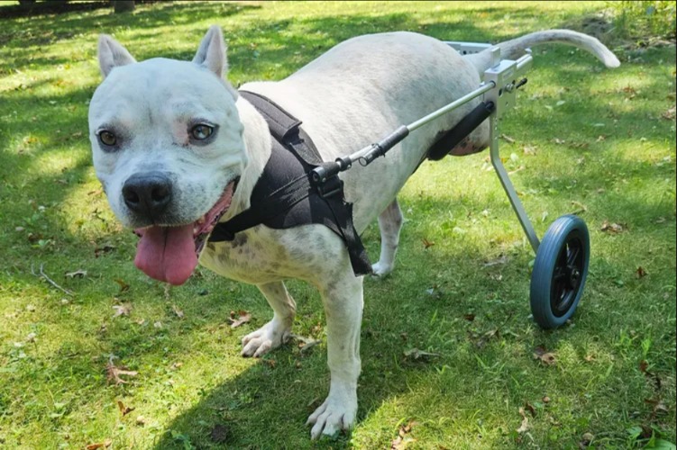 From Trap to Triumph: The Dog Who Gave Up a Foot, But Not Hope