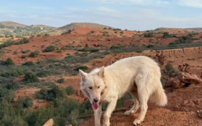 From Moroccan Mountains to Idaho Home: The Epic Tale of a Stray Who Chose His Forever Family