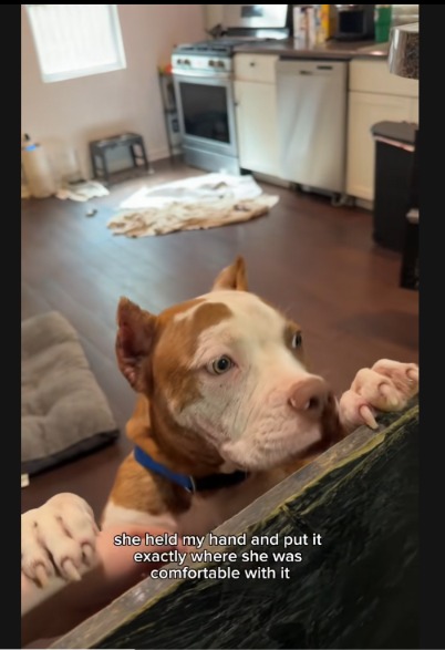 A Silent Plea Answered: Watch Baby the Rescue Dog Blossom in Her New Home