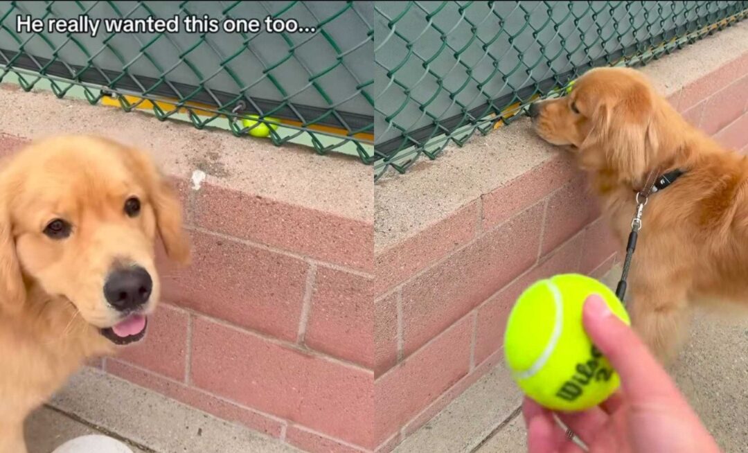 Tennis Ball Obsession: This Golden Retriever’s Hilarious Quest for Lost Treasures