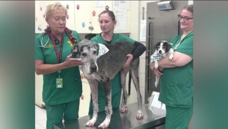From Trauma to Togetherness: Stella & Bella’s New Beginning