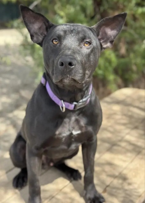 The Only Dog You Need To See: Why You Should Drop Everything And Adopt BENTO Right Now