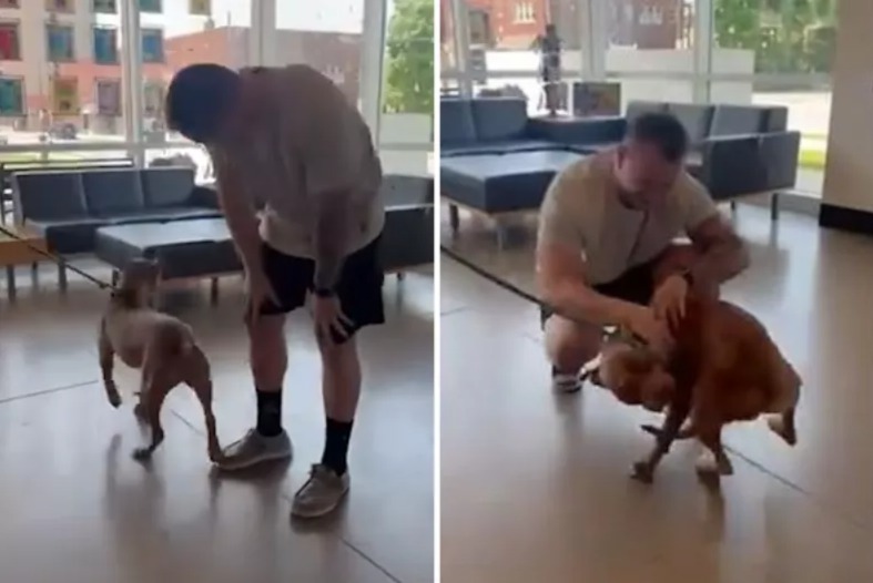 Lost Dog Found! You Won’t BELIEVE the Instant Joy When This Pup Saw His Owner Again