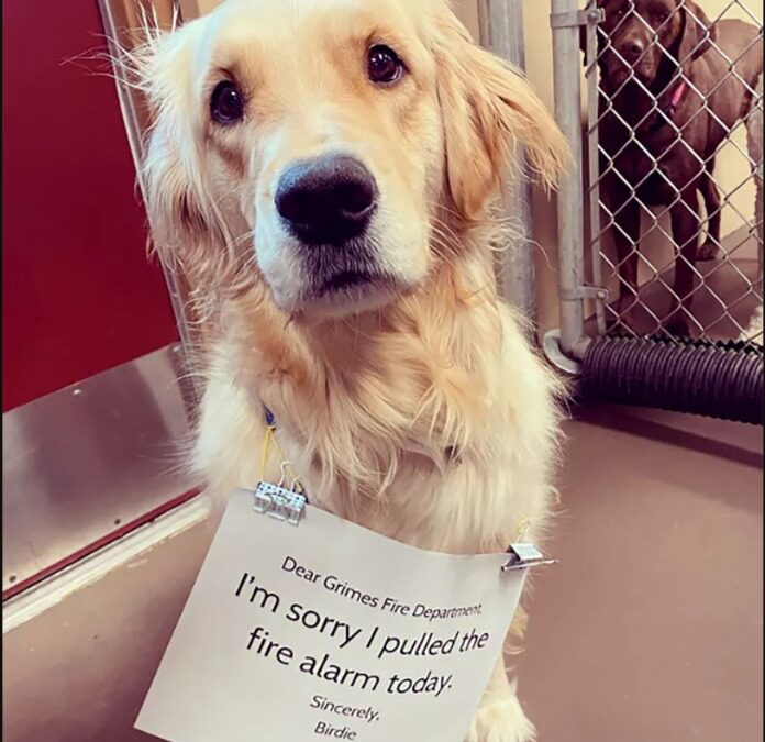 Every Dog Has Its Day: This Golden Retriever’s Moment Was a Fire Alarm