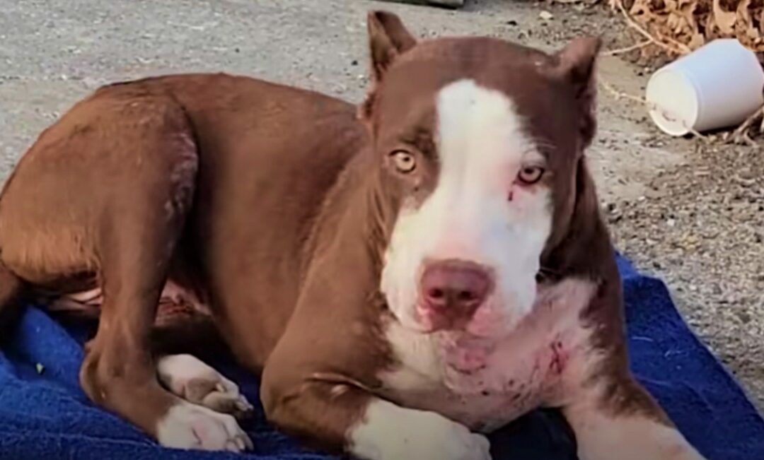 From a Tattered Blanket to a Life of Love: The Story of Harley