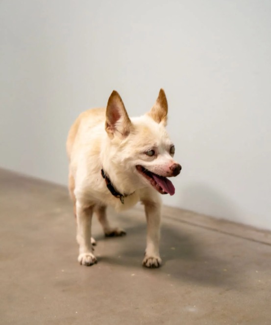 Hope in the Darkness: A Blind and Deaf Dog’s Second Chance