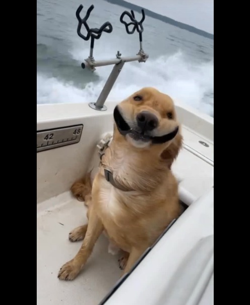 From Good Boy to Expert Guide: Meet the Golden Retriever Taking the Fishing World by Storm