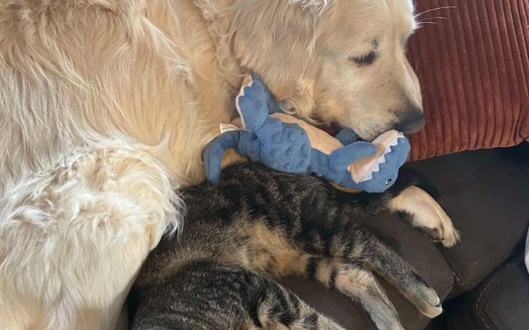 When Left Alone, Bruce the Dog Turns to Dante the Cat for Reassurance