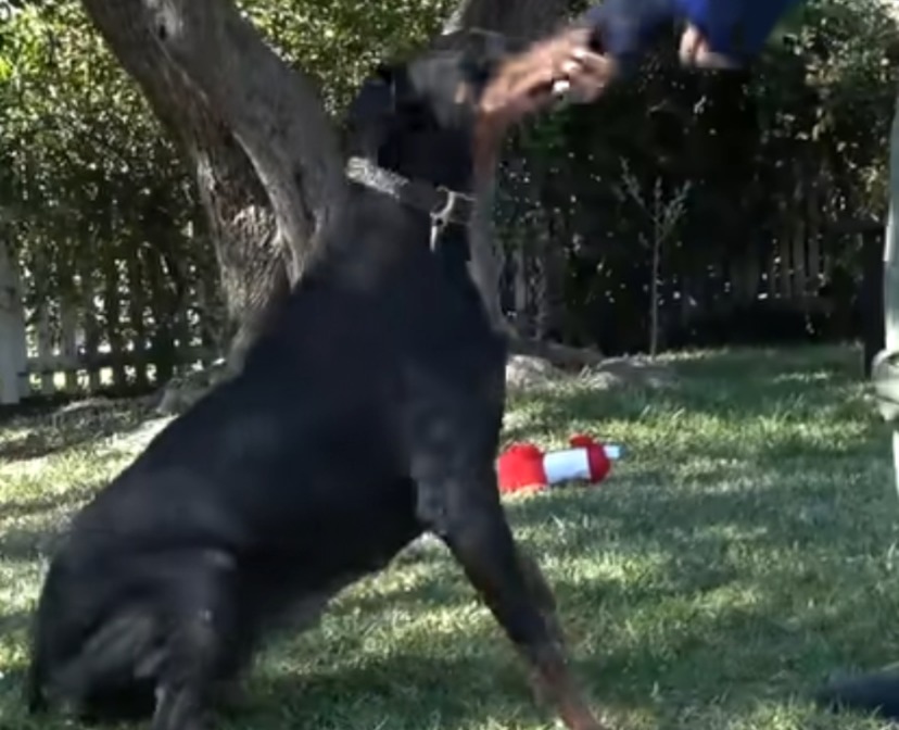 A Dog’s Perfect Imperfection: How a Pit Bull Named Bruno Found His Happily Ever After