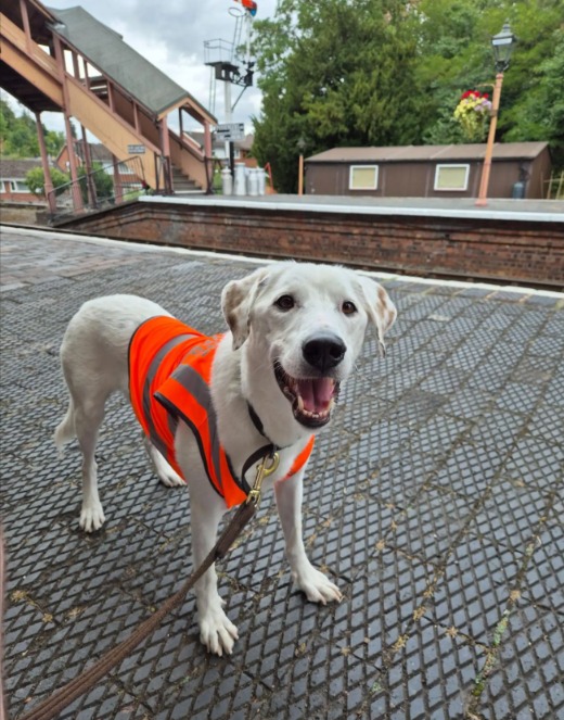 Watch This Deaf Dog’s Adorable Reaction to the Sign for “Walk”