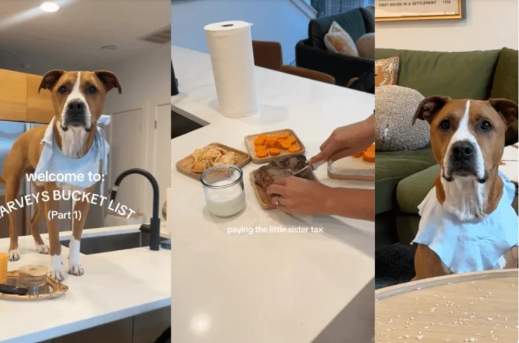 Every Wag Counts: This Dog’s Final Chapter Is a Lesson in Unconditional Love and Living Life to the Fullest