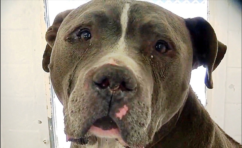 Abandoned and Alone: This Dog’s Gut-Wrenching Story Had the Internet in Tears… Then a Miracle Happened