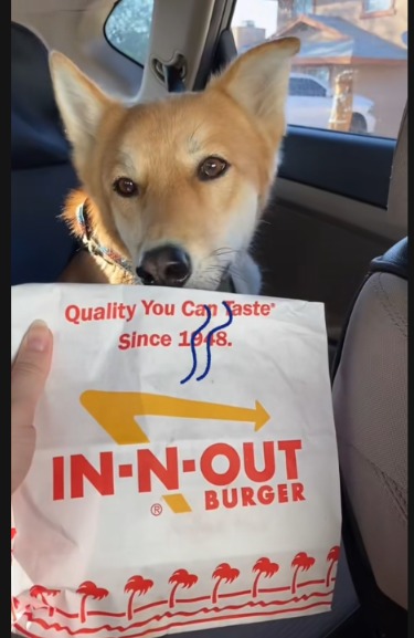 Stop Everything! Your Dog’s Fast-Food Dreams Just Came True at This Iconic Burger Joint