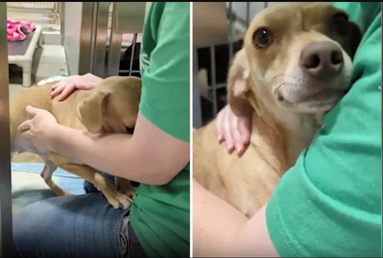 From Fear to Cuddles: Celeste, the Chihuahua Rescued from Hoarding, Finds Her Voice