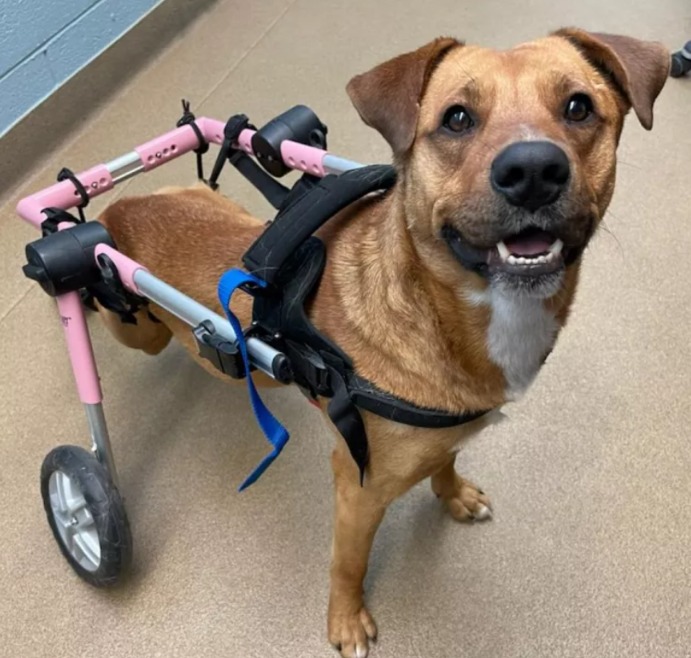 Paralysis Couldn’t Stop Him: Meet Ward, the Rescued Pup Who’s Now Walking and Wagging His Way into Hearts!