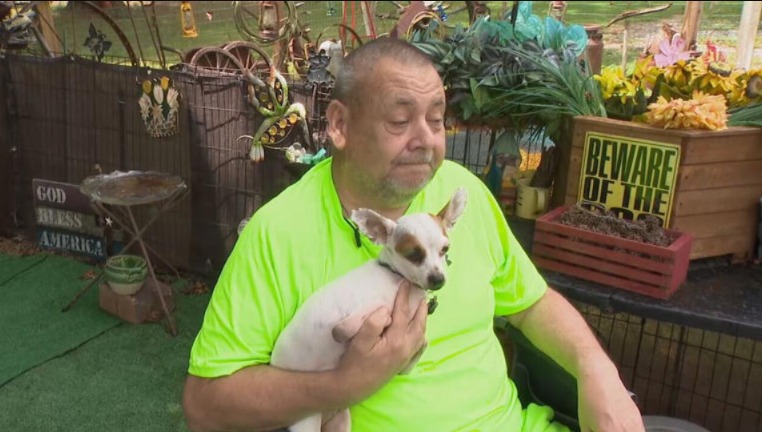 More Than a Pet: Champ the Chihuahua’s Incredible Instincts Saved His Human