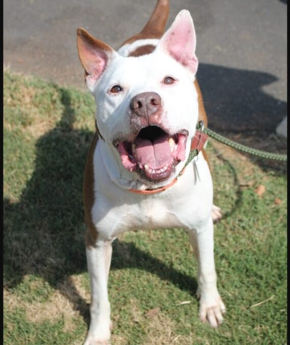 They Called Him “Unadoptable.” They Were Dead Wrong. Here’s Why