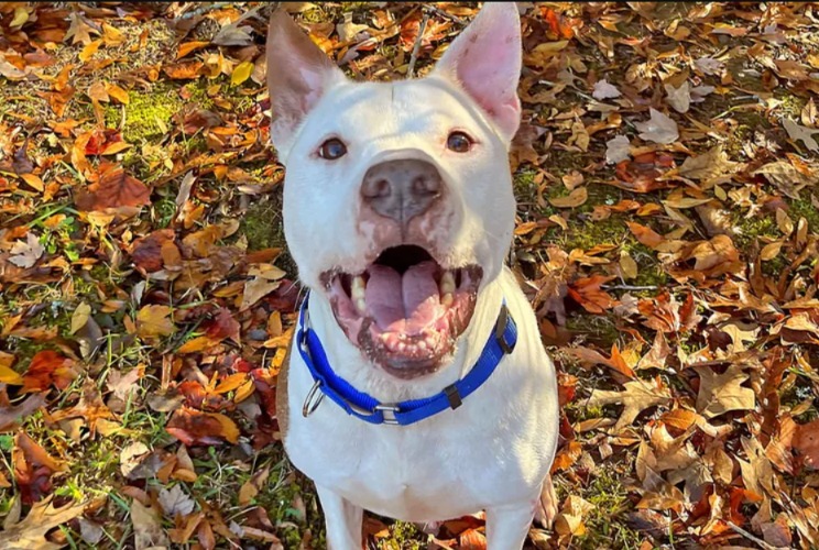 From Sadness to Smiles: How One Lonely Dog’s Photo Broke the Internet and Led to Adoption