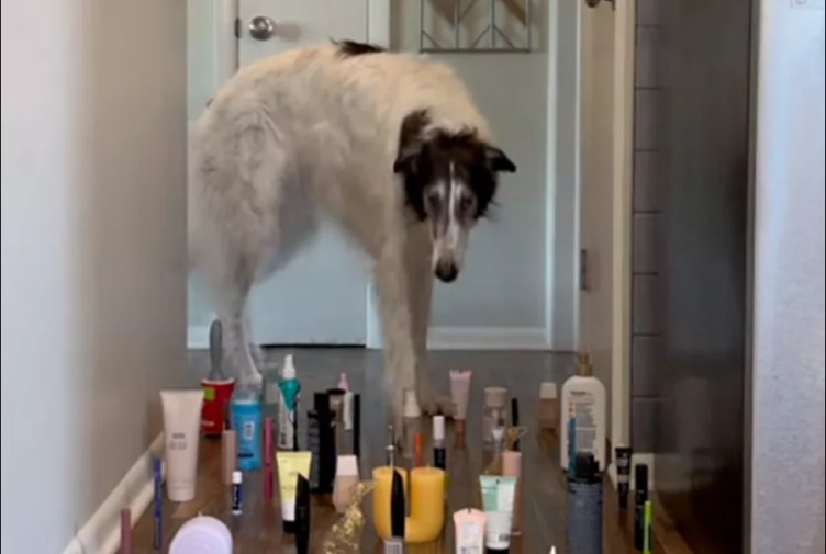 Gold Medal Pups! Sighthound Sisters Compete in Hilarious “Noodle Olympics”