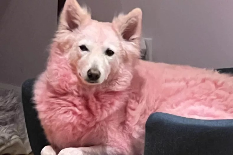 Oops! Woman Accidentally Turns Her Dog Pink – And The Internet Can’t Get Enough