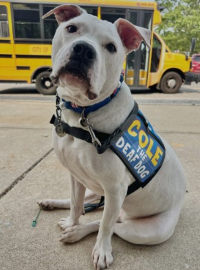 Breaking Barriers with Barks (and Wags!): Cole the Deaf Dog’s Incredible Mission