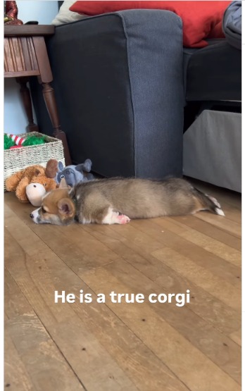 Puppy Power Play: This Little Corgi Just Proved He’s the King of Dramatics (and Our Hearts)