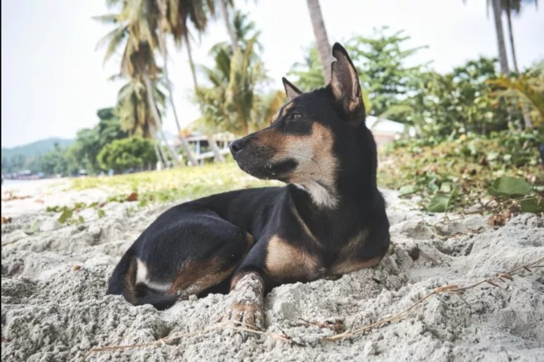The Stray That Stole Their Hearts: How a Tropical Trip Ended in Unexpected Adoption!