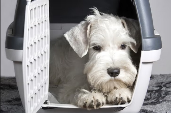 Crate Training Is NOT Cruel: The Dog Trainer’s #1 Secret Weapon For A Happy, Well-Behaved Dog