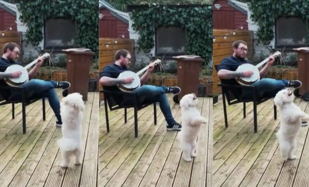 Meet Daisy: The Canine Queen of the Dance Floor Taking TikTok by Storm