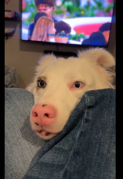Is That Falkor?! Meet the Deaf Aussie Shepherd Who’s Living a “NeverEnding Story” Dream