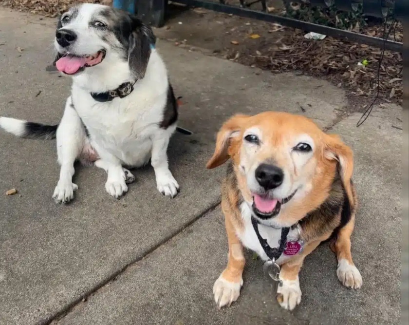 It’s a Family Affair: The Heartwarming Reunion of Two Long-Lost Pups