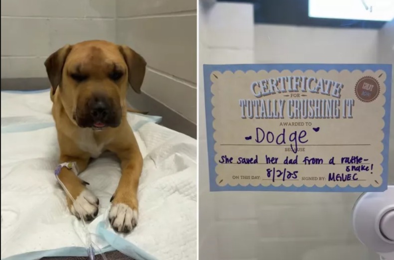A Hero Has Four Paws: How a Dog Named Dodge Took a Rattlesnake Bite for Her Human