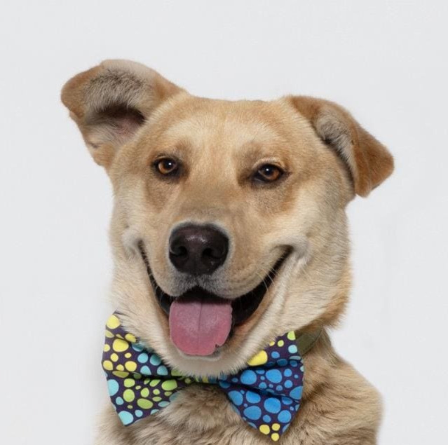 Donald: The Calm, Friendly German Shepherd You’ve Been Waiting For!