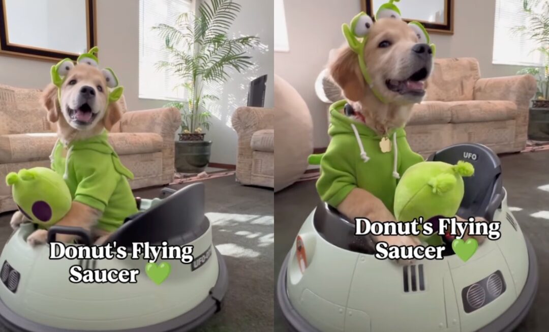 Beaming with Joy: This Golden Retriever Puppy’s Intergalactic Ride Will Melt Your Heart